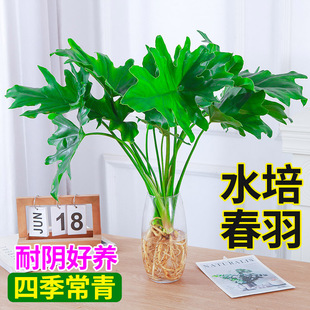水培植物春羽盆栽蔓绿绒室内龟背竹春雨绿植常青绿萝好养办公桌面