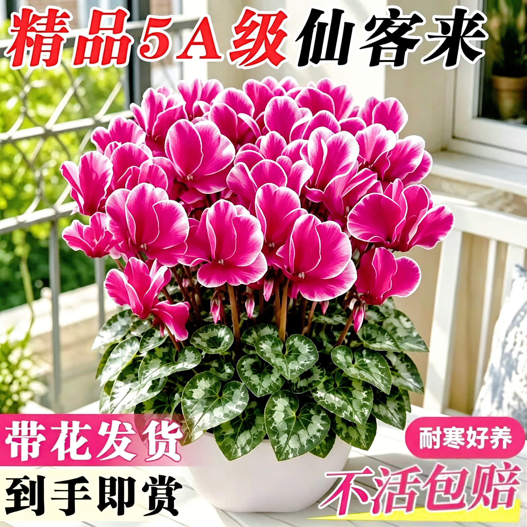 仙客来盆栽带花特大号兔子重瓣年宵花四季好养阳台室内开花卉植物