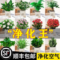 发财树绿萝金钻花卉盆栽小绿植水培好养办公室内多肉植物净化空气