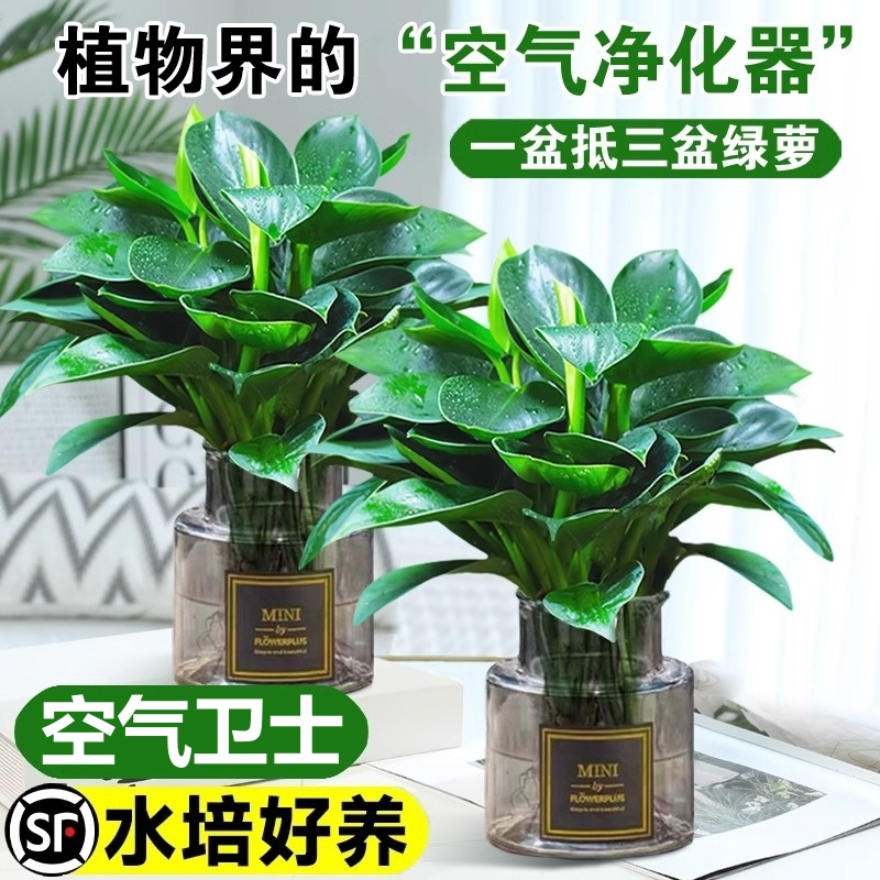大叶金钻绿公主盆栽带花苞水培植物室内好养新房净化空气四季绿植
