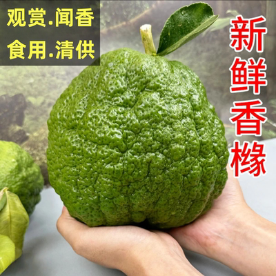 香橼果鲜果佛手柑室内摆件