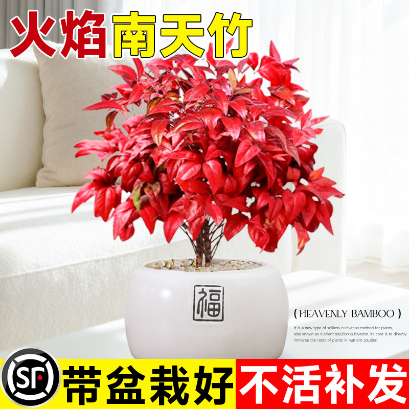 火焰南天竹盆栽树苗矮化观叶小盆景室内禅意微景观耐寒绿植物好养