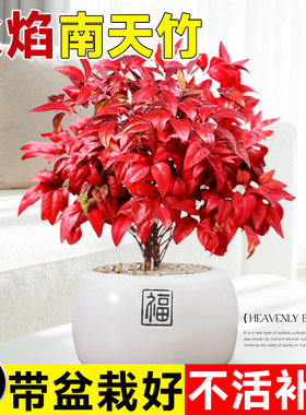 火焰南天竹盆栽树苗矮化观叶小盆景室内禅意微景观耐寒绿植物好养