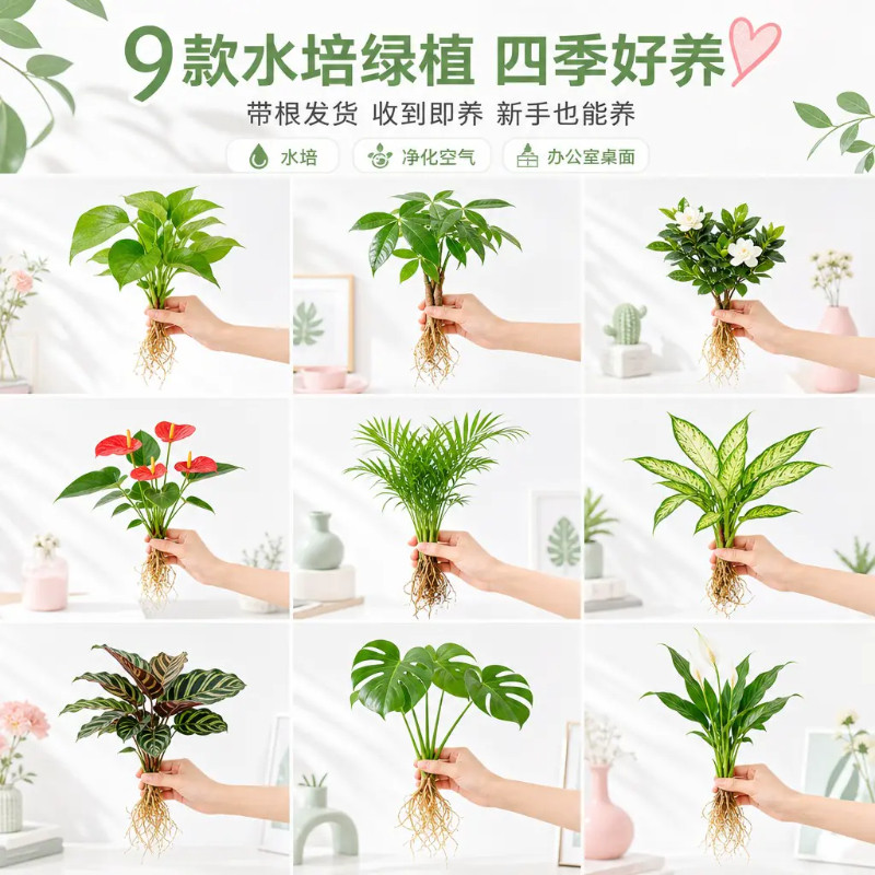 水培植物盆栽绿萝发财树栀子花办公室内花卉小绿植四季好养活盆栽