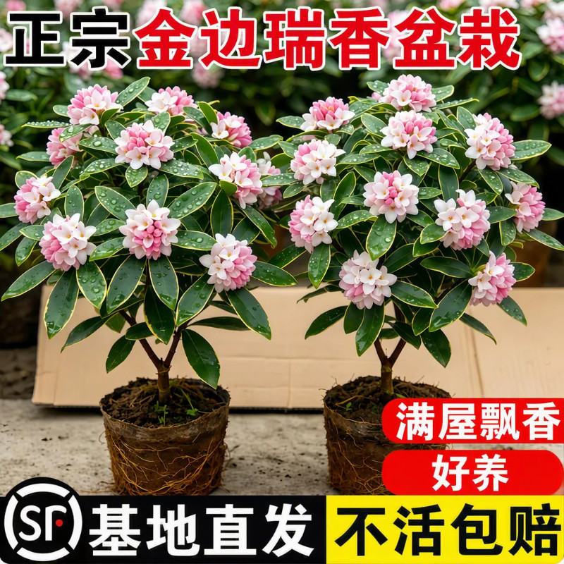 金边瑞香盆栽浓香型带花苞室内阳台耐寒老桩大苗好养花卉四季开花