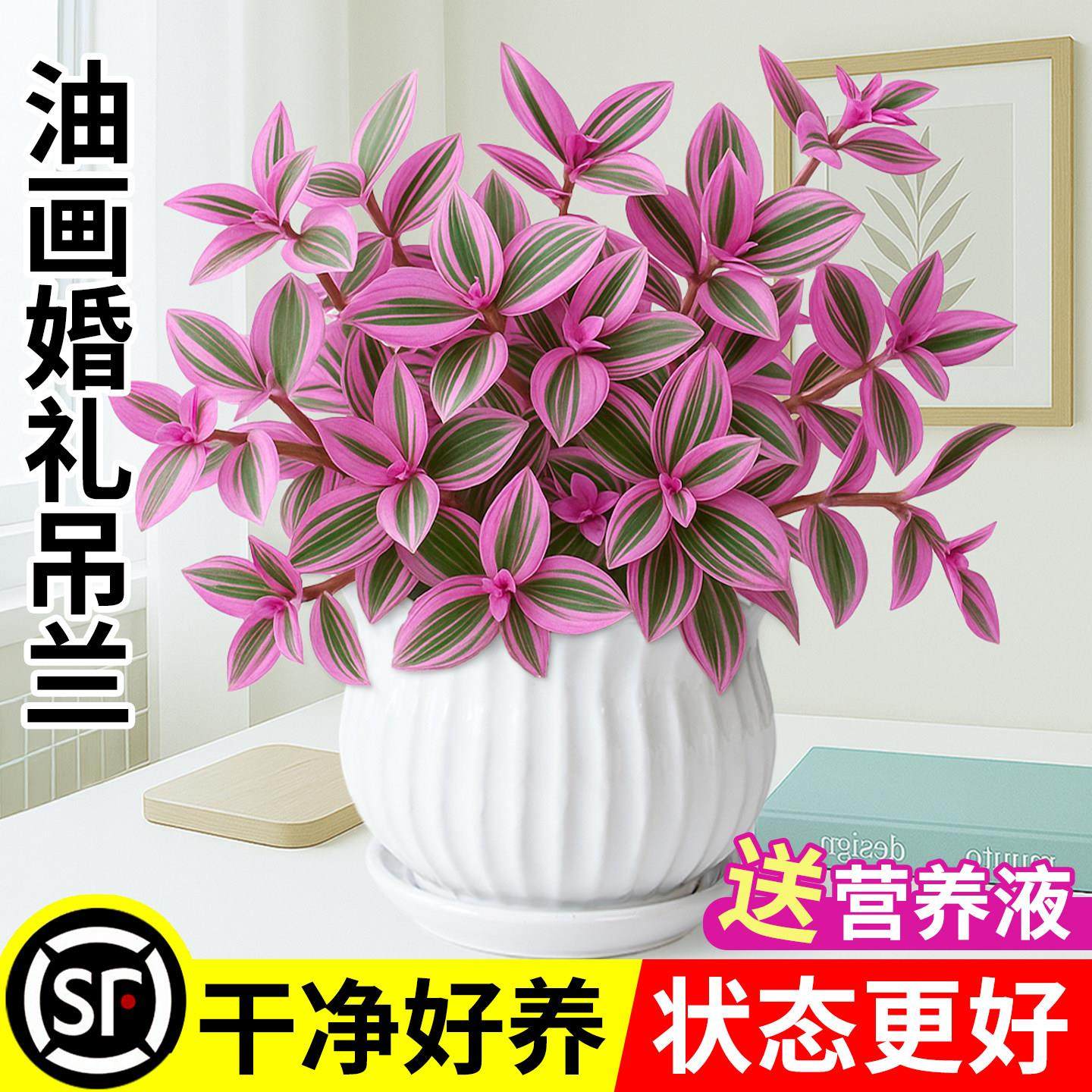 油画婚礼吊兰大盆多肉花卉室内阳台绿植盆栽水培油画吊兰耐寒植物图片