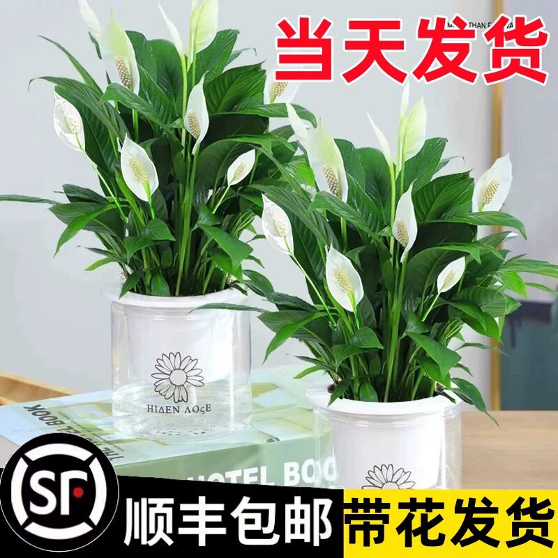 白掌盆栽净化空气绿萝箩花卉植物吸室内花水培红掌绿植发财树甲醛