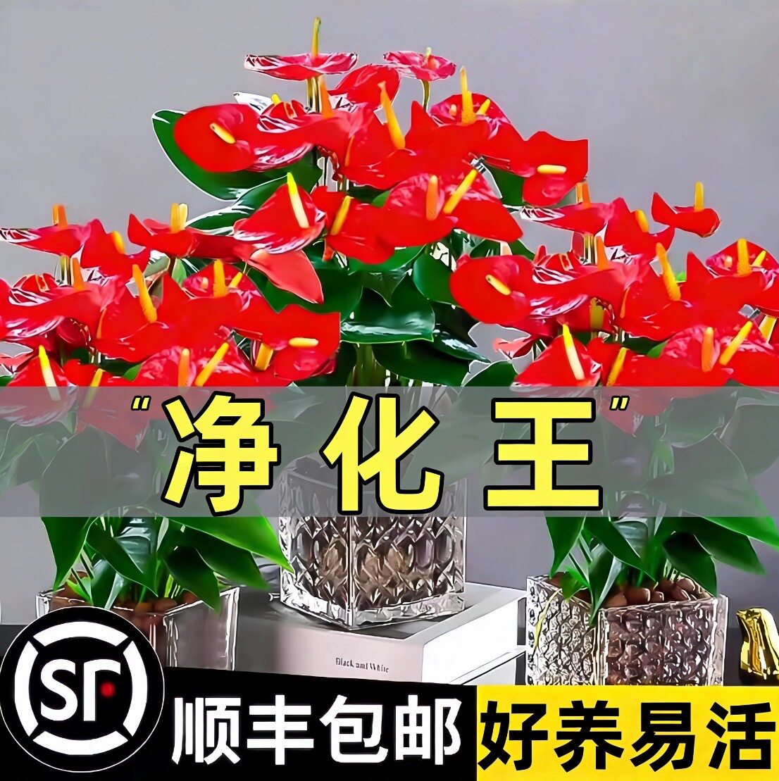 水培红掌盆栽鸿运当头白掌一帆风顺室内净化空气四季花卉绿植好养