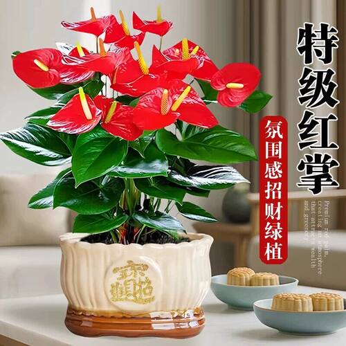 红掌盆栽带花大叶大花植物易活四季开花卉旺宅绿植物客厅室内好养
