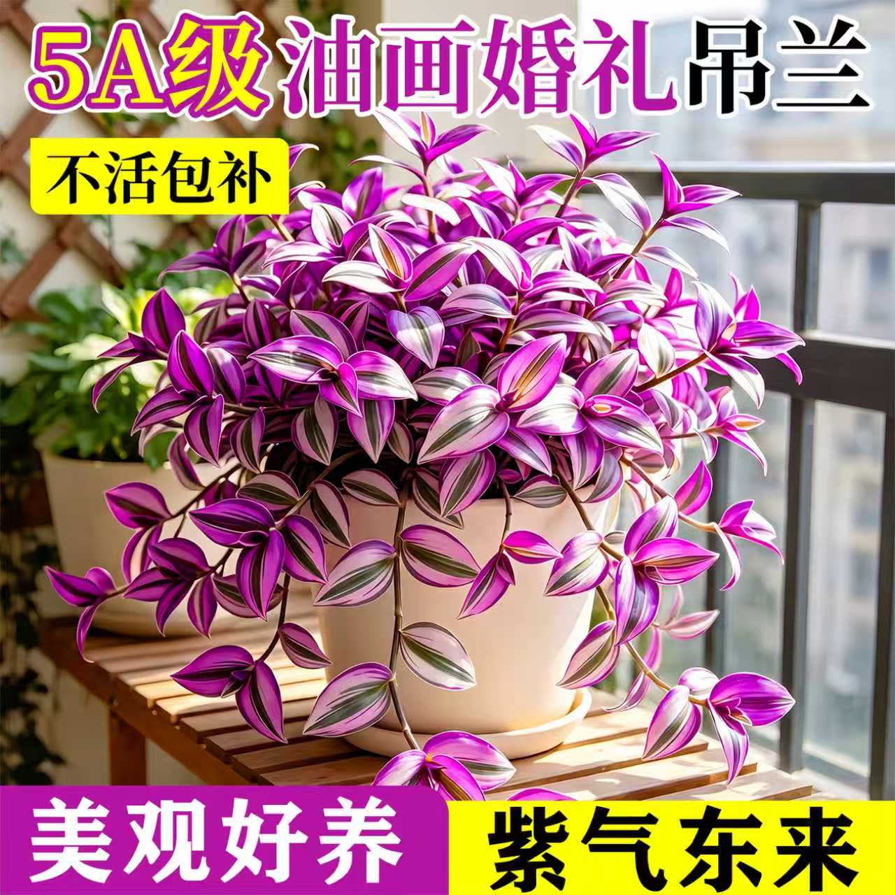 油画婚礼吊兰大盆多肉花卉绿植室内外发财树盆栽绿萝水培植物好养图片