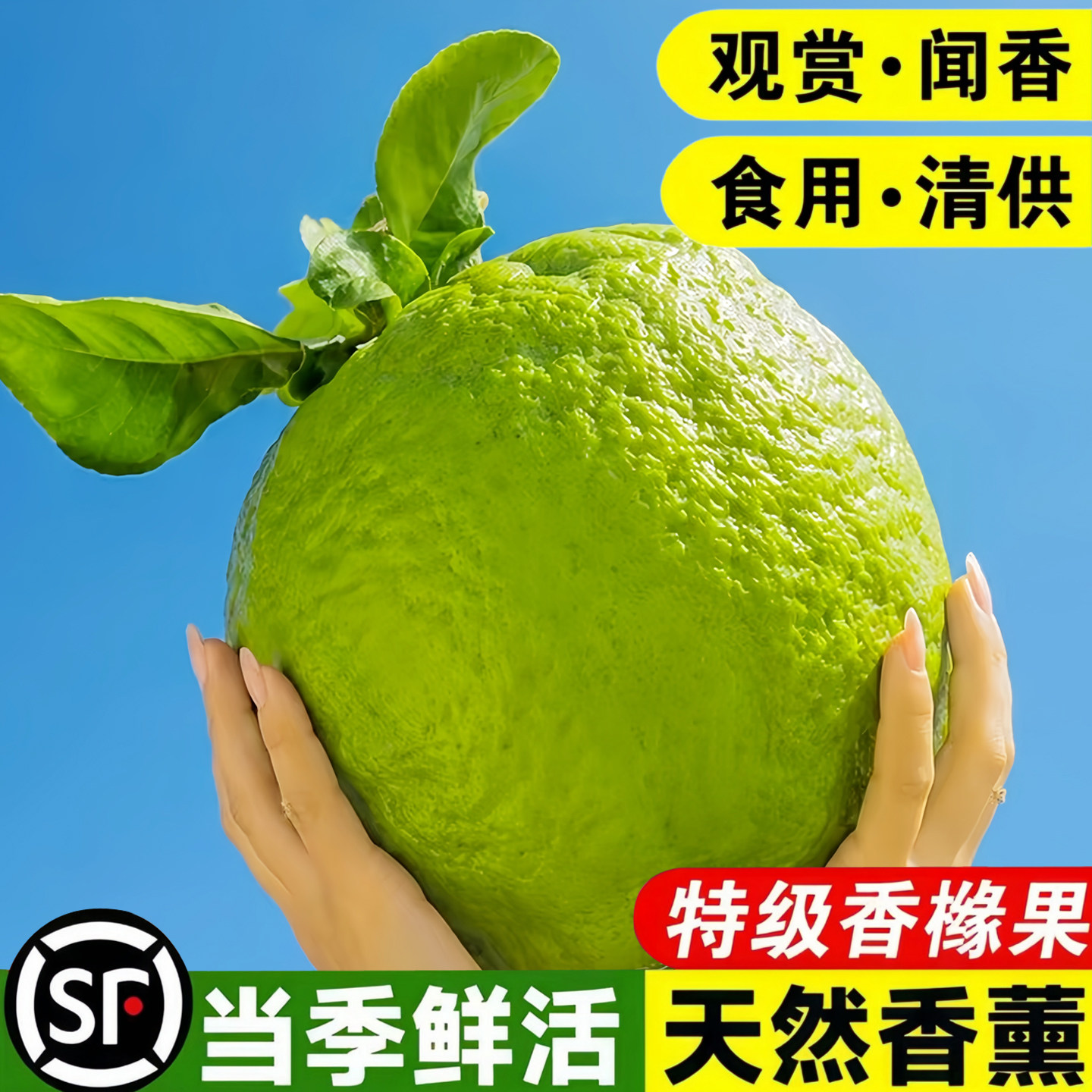 云南香橼新鲜香橼果佛手柑现摘清供观赏闻香天然香薰自然清香绿植图片