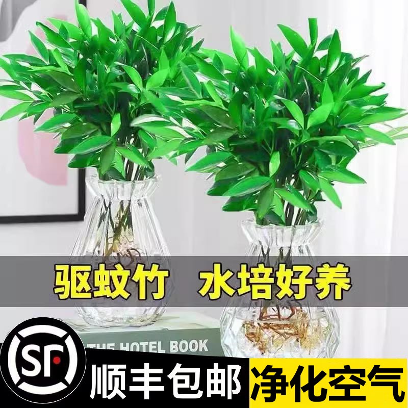 驱蚊竹柏水培植物室内水养绿植花卉盆栽办公室桌面四季常青好养活