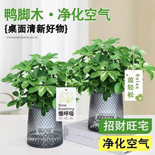 鸭脚木盆栽八方来财绿植室内阳台七叶莲办公室花卉招财树净化空气