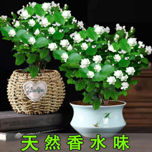 四季茉莉花苗浓香观花阳台盆栽