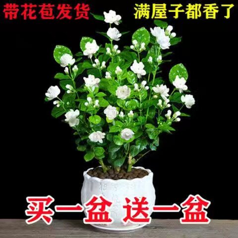 驱蚊植物花卉四季水培九里香老桩苗带花苞绿室内盆栽开花茉莉花