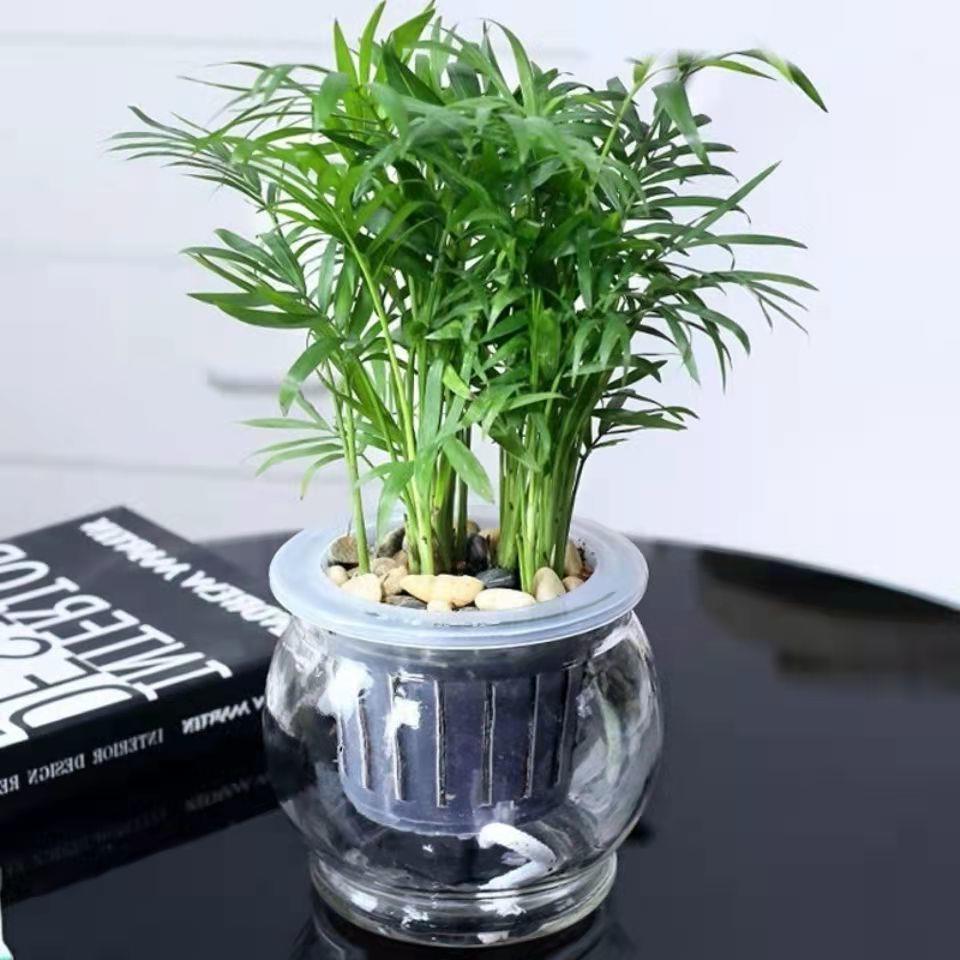 富贵椰子树植物室内办公室客厅水培绿植花卉袖珍椰子盆栽室内花卉
