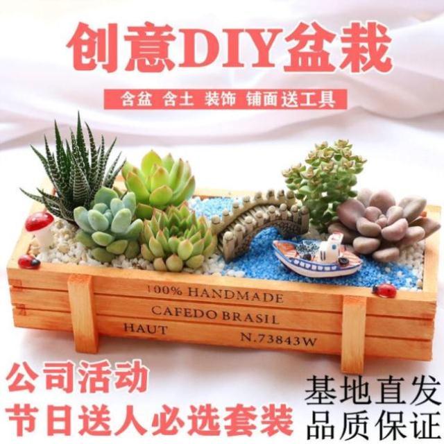 幼儿园材料三八包女神节活动植树节小学生妇女节多肉38diy 鲜花速递/花卉仿真/绿植园艺 多肉植物 原图主图