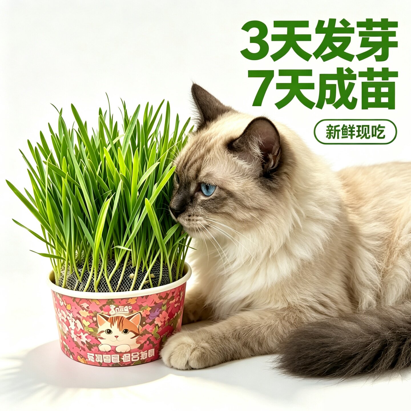 天然猫草化毛草轻松排毛温和去毛球助消化养护猫咪肠胃猫咪零食