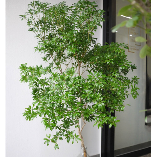 进口马醉木客厅卧室水培植物