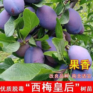 西梅皇后树苗 李子树苗果树苗嫁接李子苗当年结果南北方四季种植