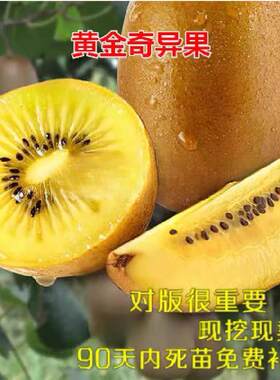 新西兰黄金奇异果 黄金果猕猴桃树苗盆栽地栽南北方种植当年结果