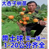 嫁接杏树果苗盆栽杏树苗活苗果树苗庭院种植地栽南方北方杏子苗树
