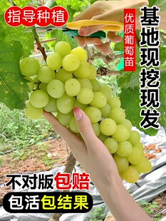 葡萄树苖阳光玫瑰葡萄苗南北方四季种植玫瑰香夏黑青提无籽蓝宝石