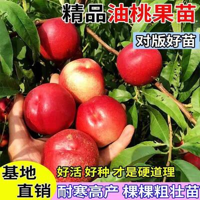 特大脆甜油桃苗嫁接树果全