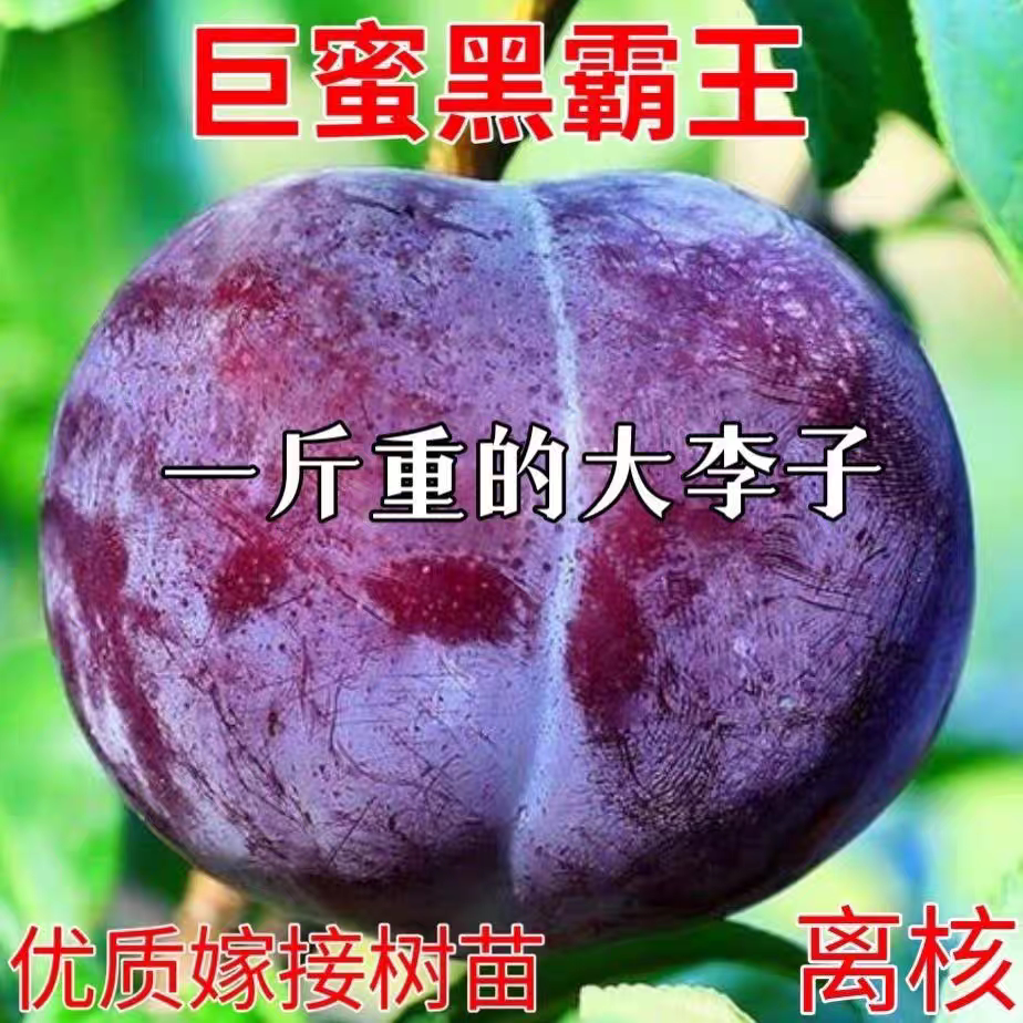 正宗嫁接巨蜜黑霸王李子树苗新品种果苗南北方种植三华李子树苗
