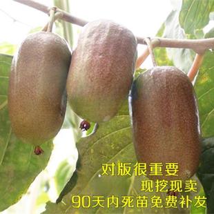 龙城二号软枣猕猴桃果树苗庭院盆栽地栽当年结果包邮