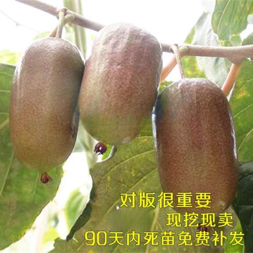 龙城二号软枣猕猴桃果树苗庭院盆栽地栽当年结果包邮