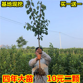 嫁接杏树苗巨蜜王凯特特大南方北方当年结果盆栽地栽耐寒杏子苗