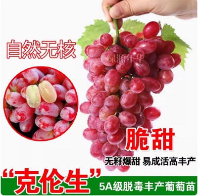 克伦生无核葡萄苗 嫁接苗红提克瑞森葡萄树苗晚熟 新品种果树苗