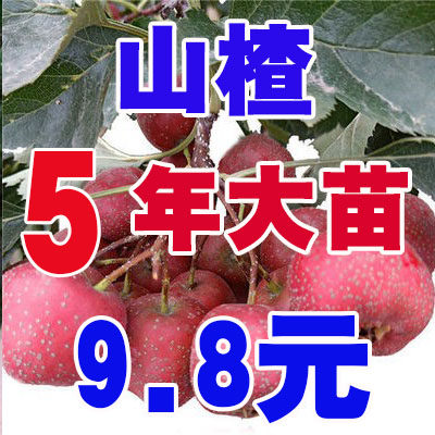 山楂苗嫁接大五棱树南方北种