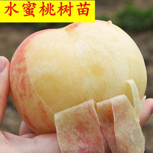 水蜜桃苗正宗奉化无锡阳山树