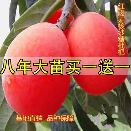 新品种嫁接无核砂糖红枇杷