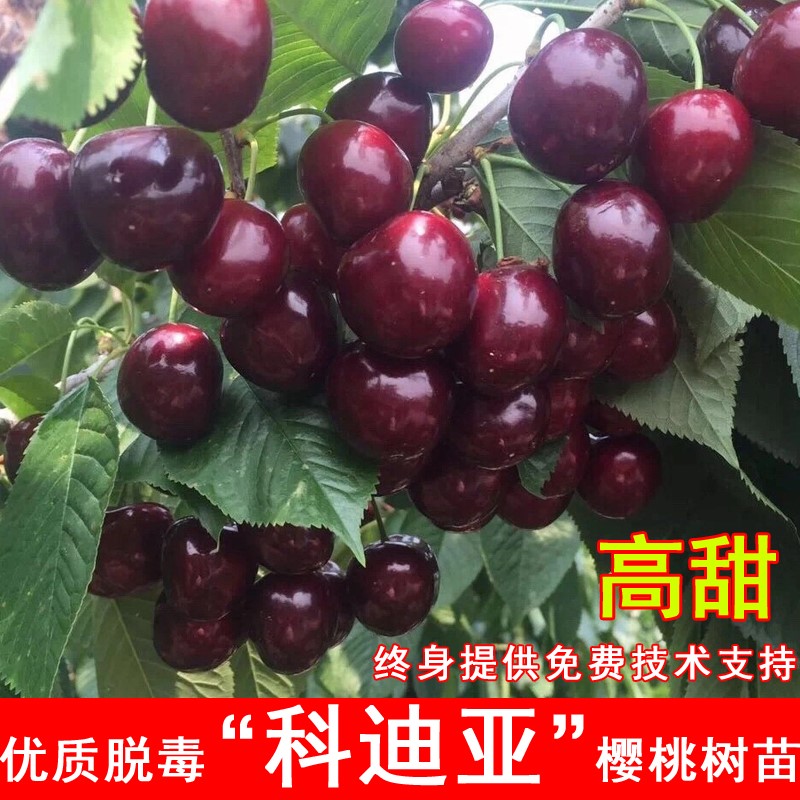 科迪亚车厘子树苗特大嫁接樱