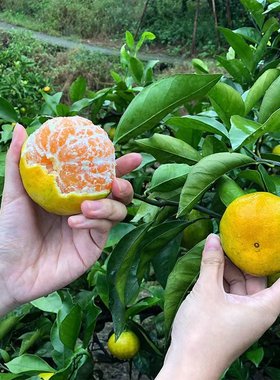 特早熟蜜桔树苗日南一号柑橘