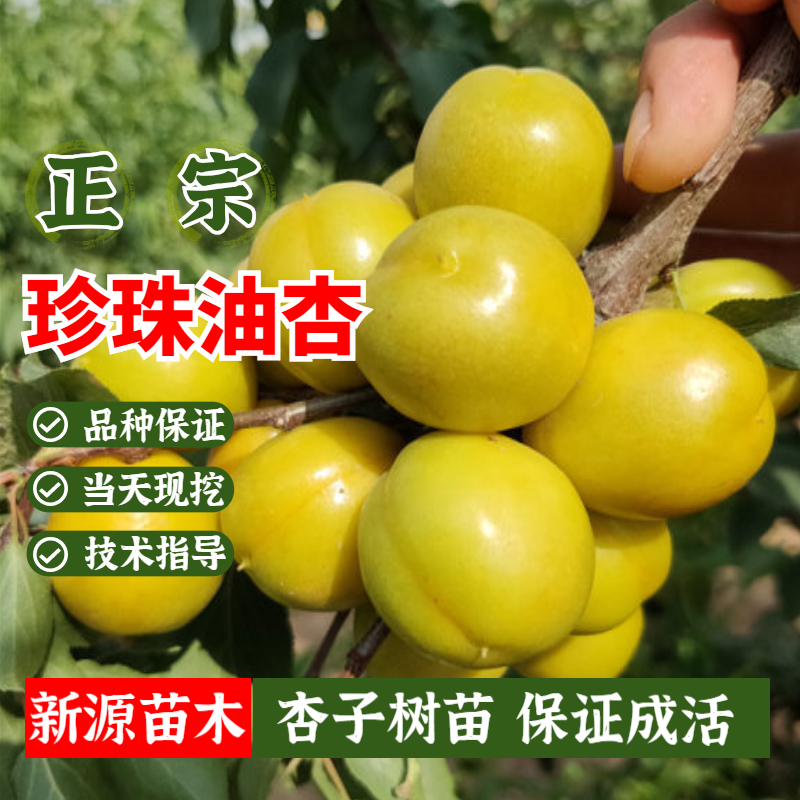 珍珠油杏苗嫁接甜子金太阳树