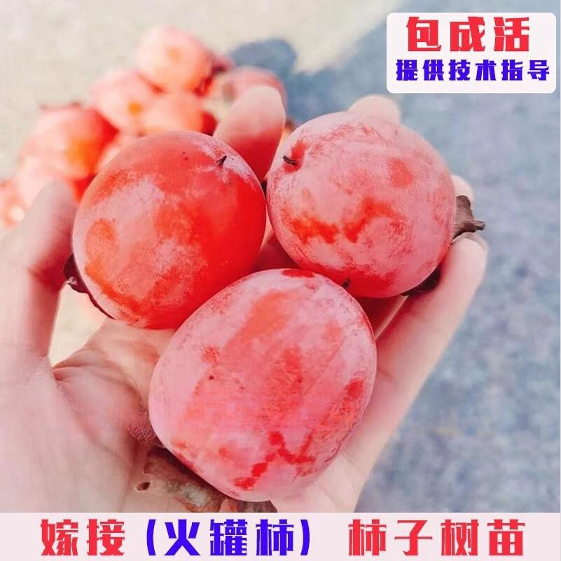 火罐柿子苗嫁接薄皮无籽红灯