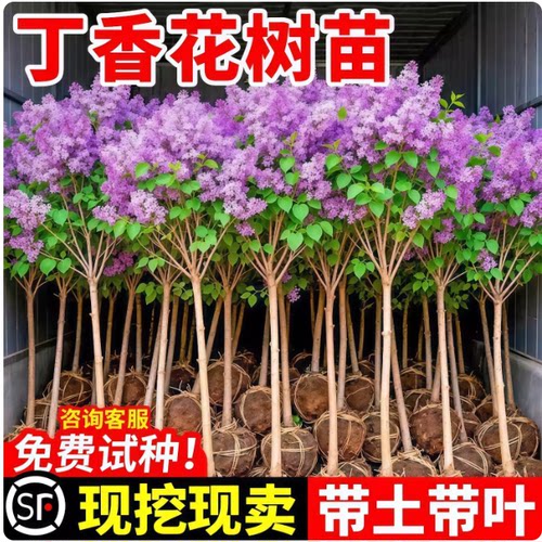 丁香花树苗四季好养浓植物