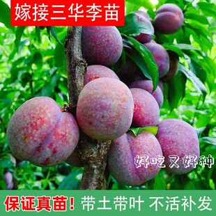 正宗钱排银妃三华李子树苗嫁接水果苗红心早熟李子苗蜂糖李子树苗