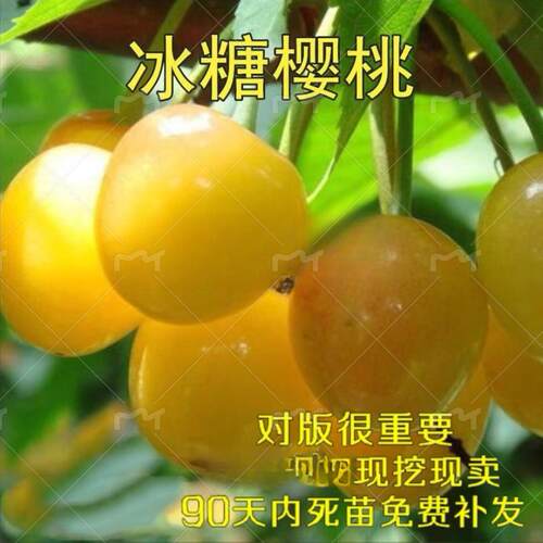 冰糖心樱桃树苗 车厘子苗 大樱桃树苗 嫁接樱桃树苗 南北方种植