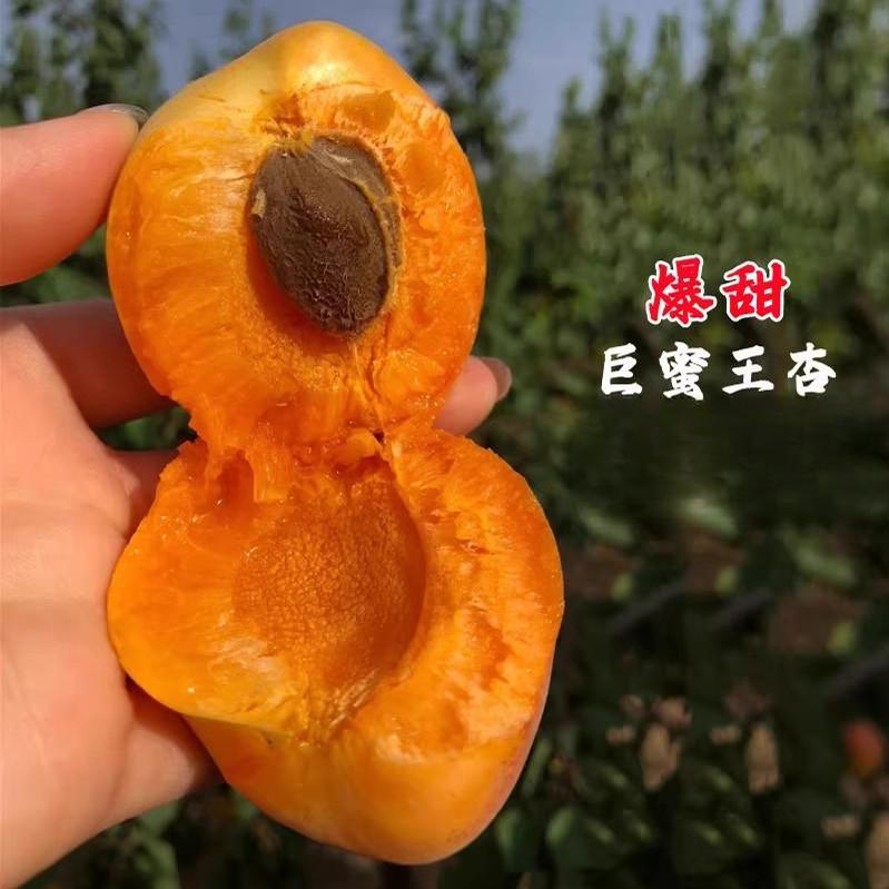 杏树苗果苗树苗巨蜜王杏嫁接特大离核甜杏子苗树杏苗南方北方种植
