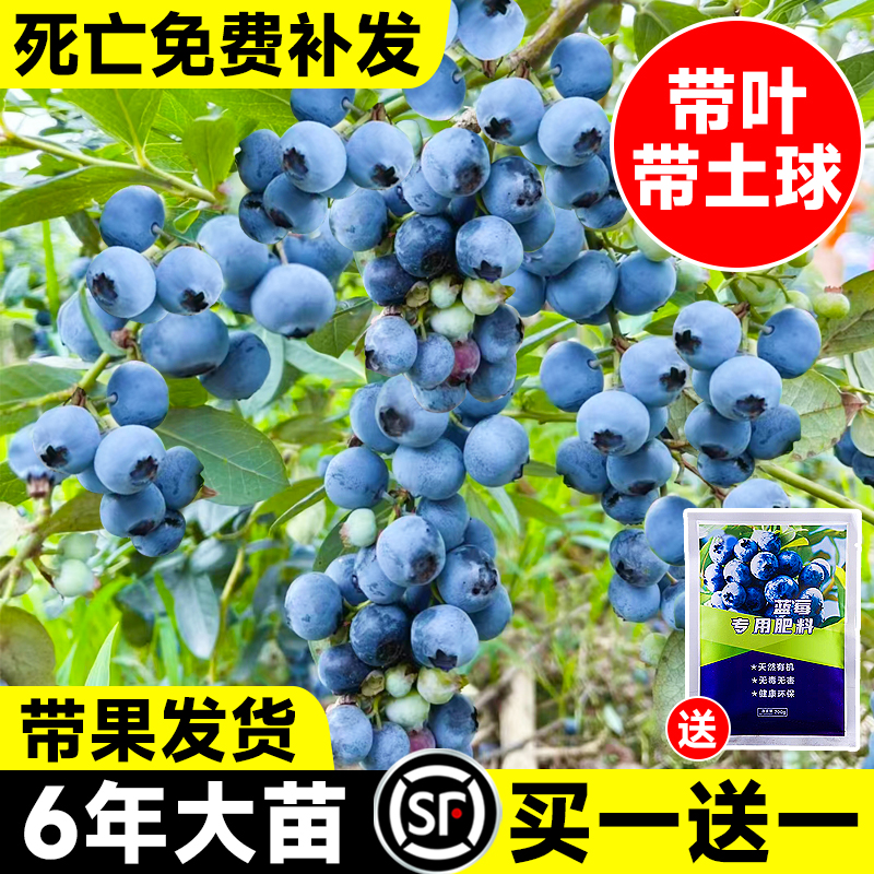 蓝莓树果苗盆栽南北方种植