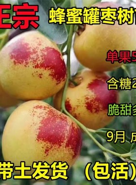 大甜枣树苗蜂蜜罐细脆味嫁接