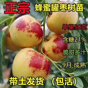 大甜枣树苗 蜂蜜罐枣苗 细脆味甜 嫁接枣树苗 南方北方种植果树苗