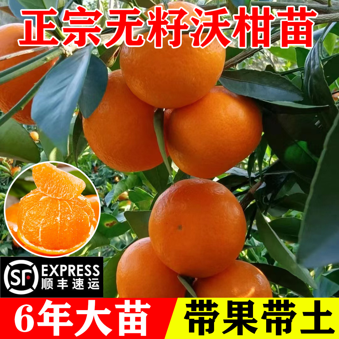 沃柑苗广西武鸣正宗无核籽橘