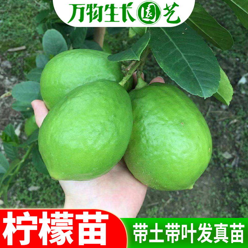 柠檬树苗台湾四季香水盆栽南
