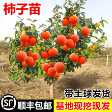 甜脆奶油苹果水果柿子苗树嫁接柿子树果树果苗当年结果南方北特大